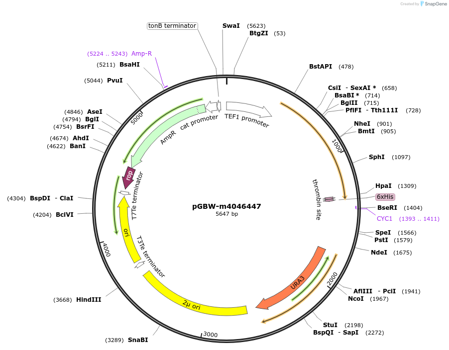 145387-plasmid-map-sequence-id-323027