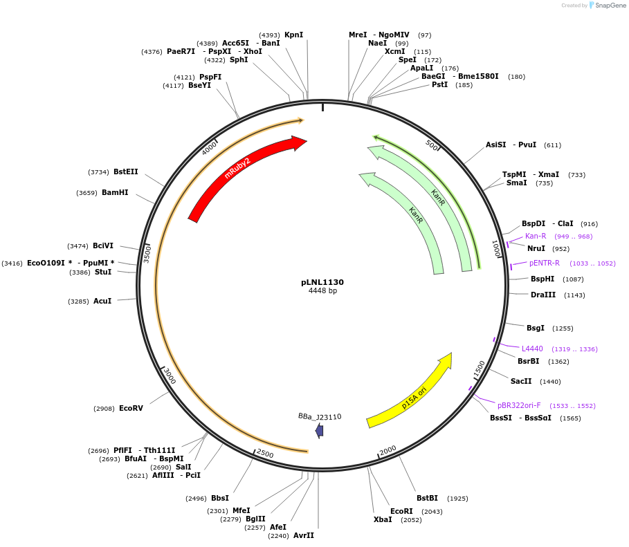 160861-plasmid-map-sequence-id-323031