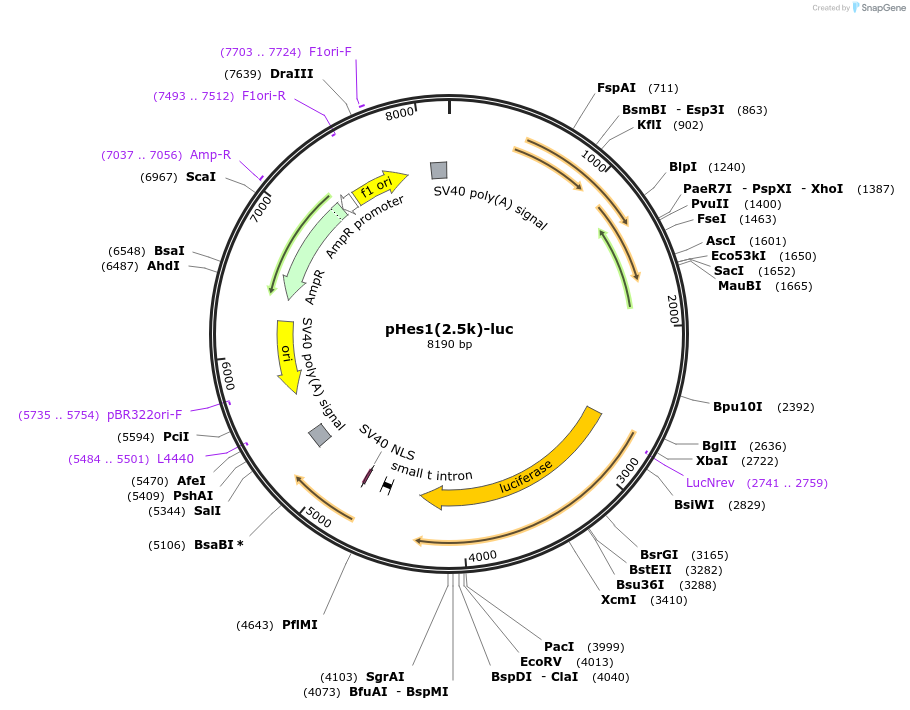 43806-plasmid-map-sequence-id-323037