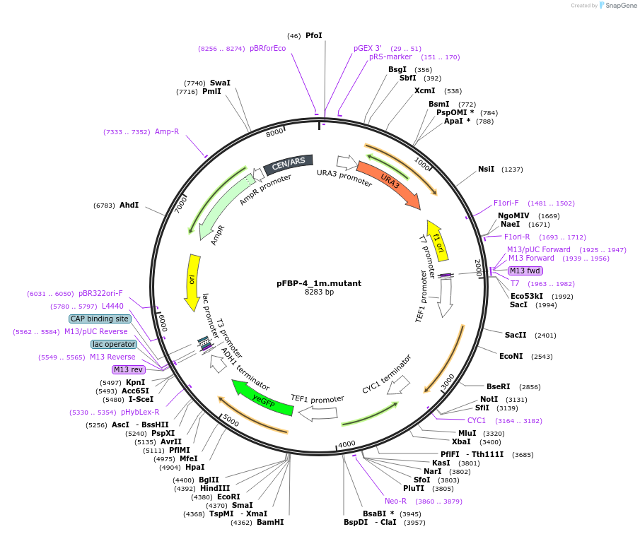 162869-plasmid-map-sequence-id-323177