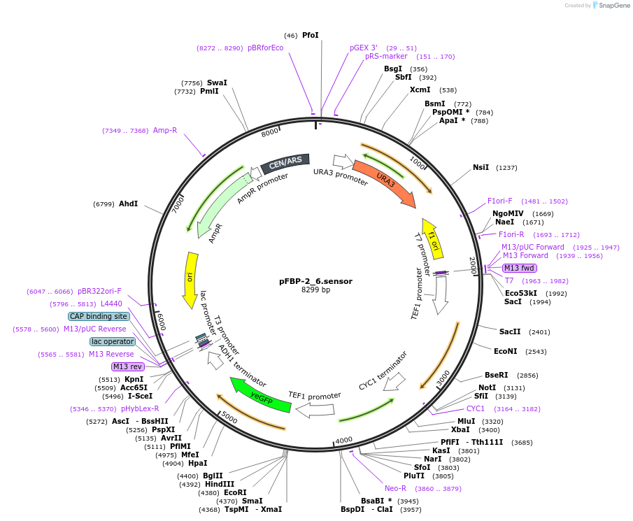 162800-plasmid-map-sequence-id-323178