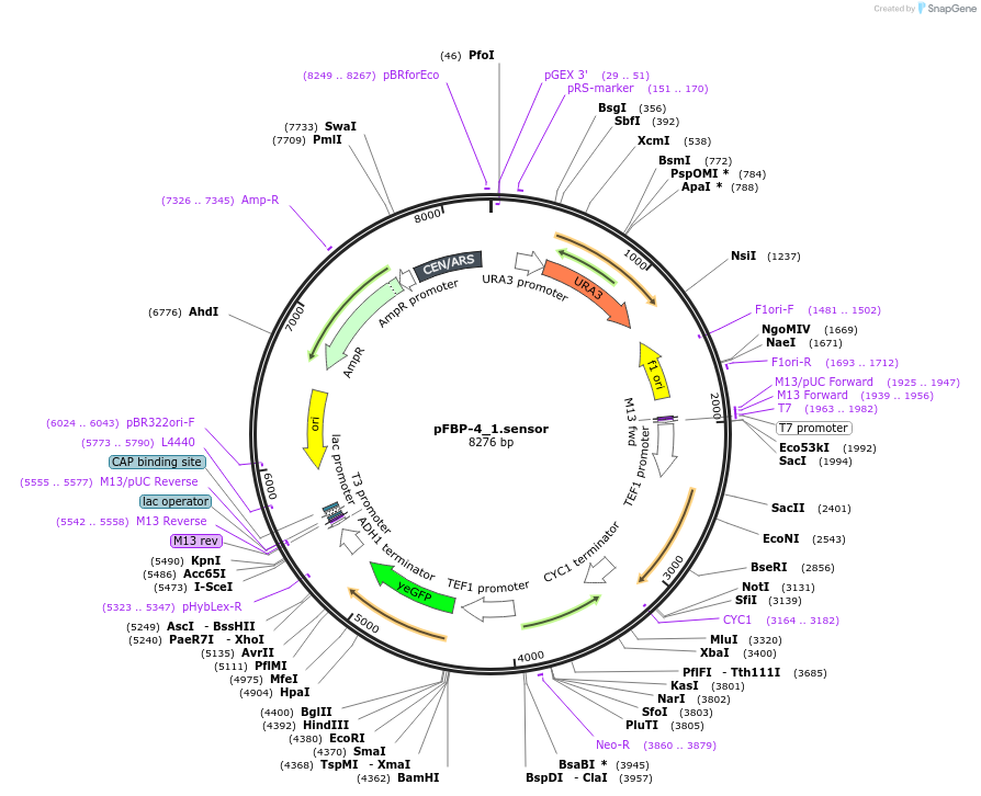 162844-plasmid-map-sequence-id-323180