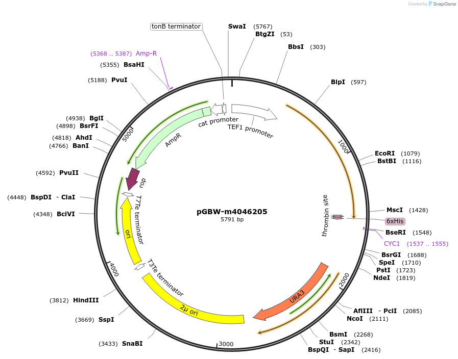 145470-plasmid-map-sequence-id-323197