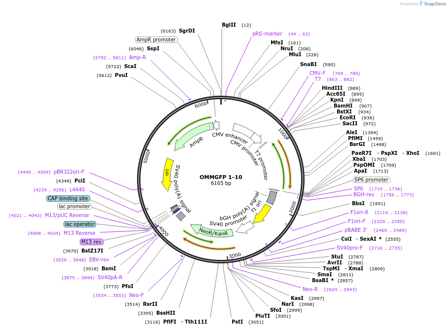 164119-plasmid-map-sequence-id-323257
