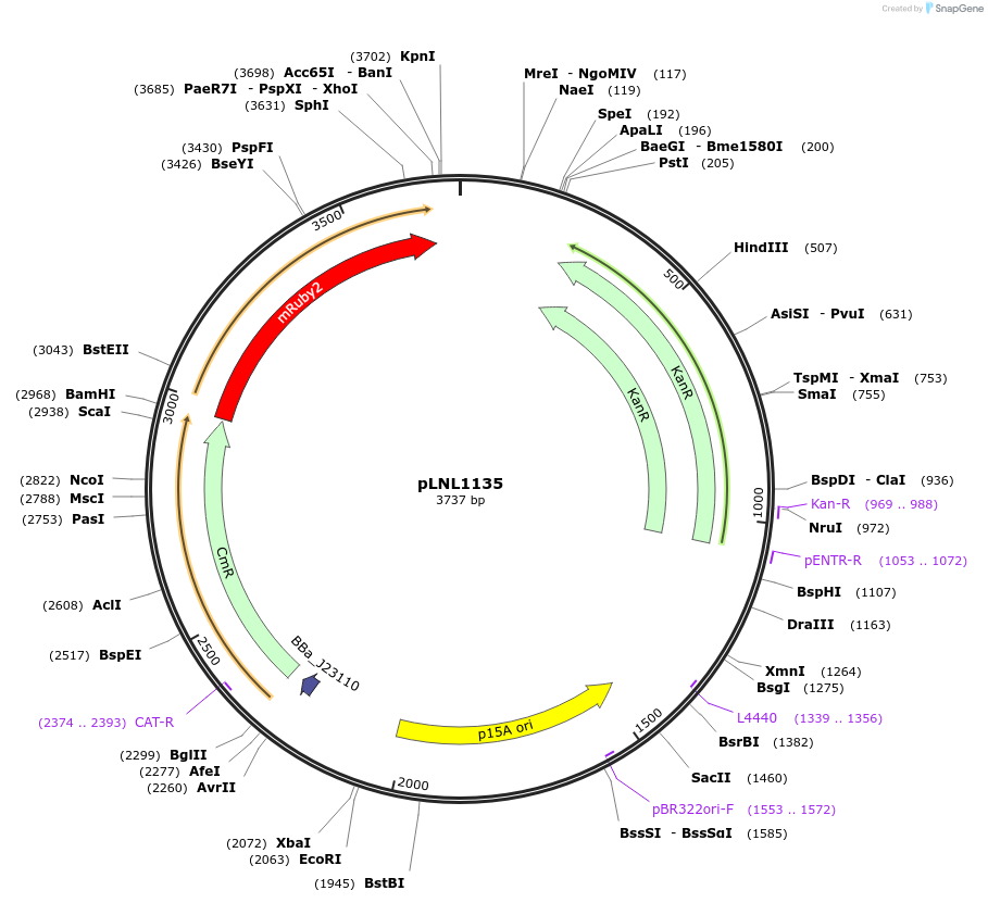 160866-plasmid-map-sequence-id-323269