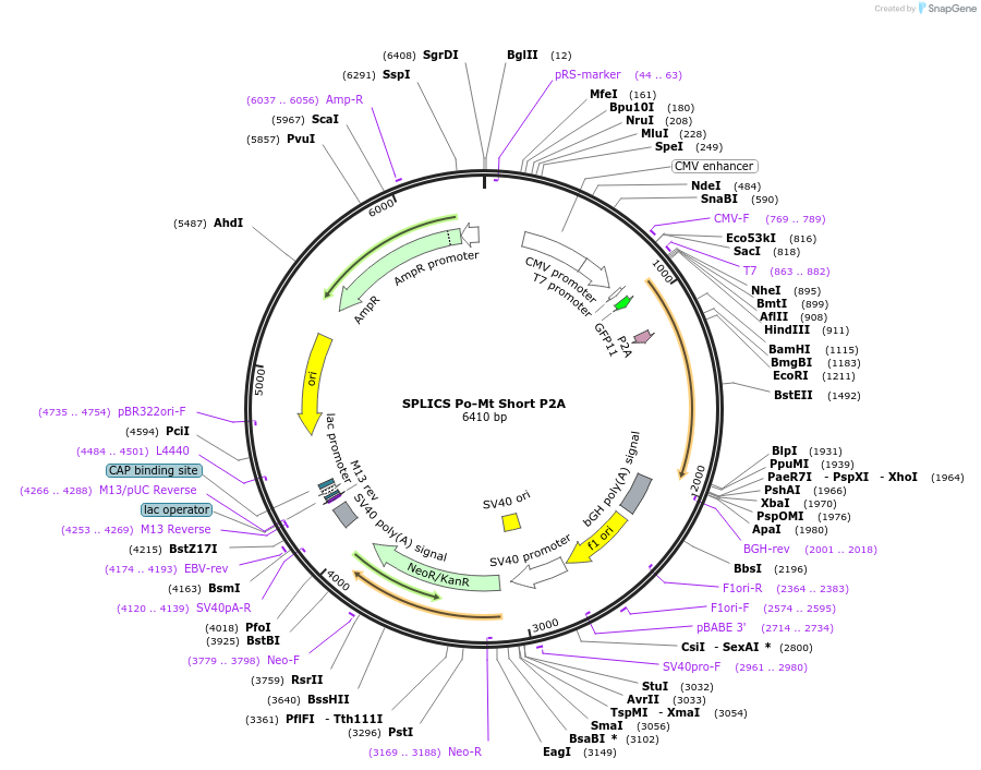 164116-plasmid-map-sequence-id-323296