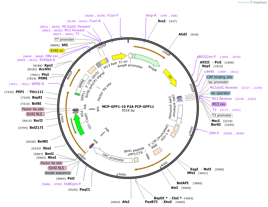 323302_map