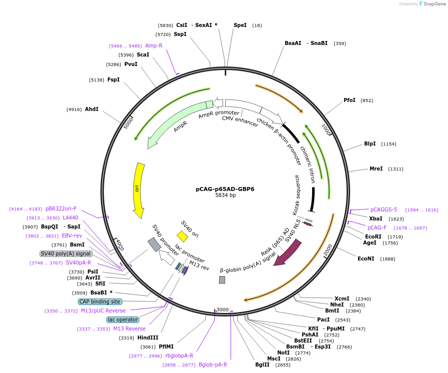 49440-plasmid-map-sequence-id-323304