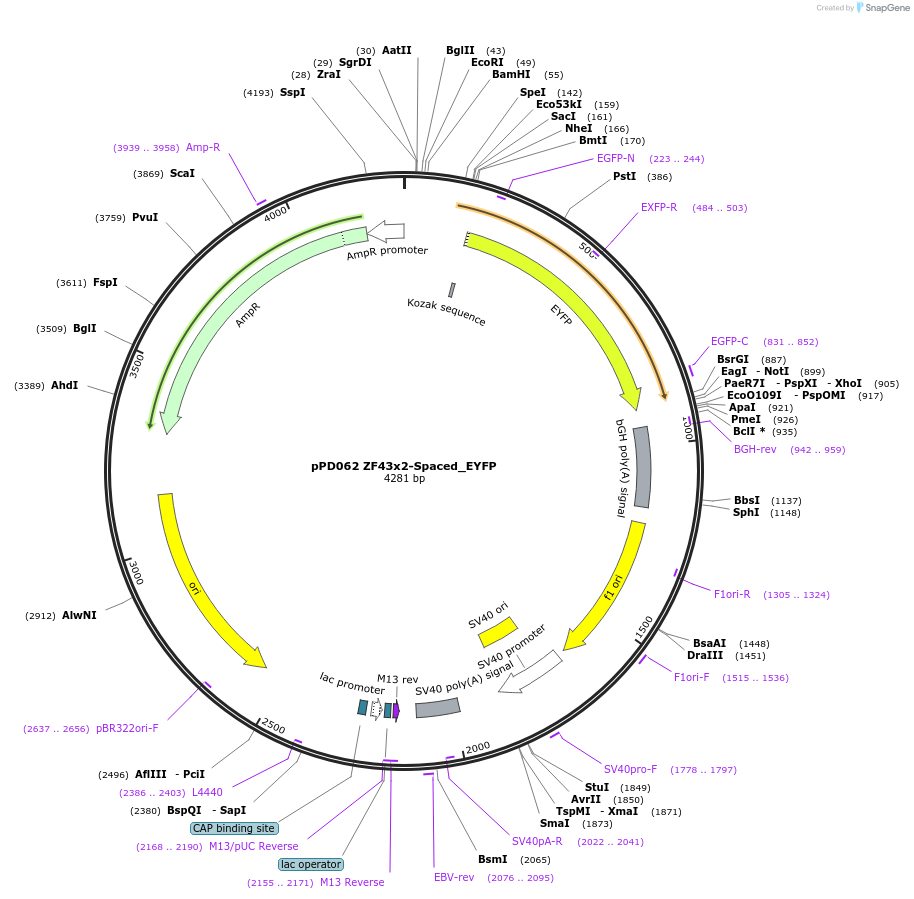 138875-plasmid-map-sequence-id-323337
