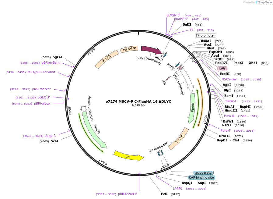 163304-plasmid-map-sequence-id-323447
