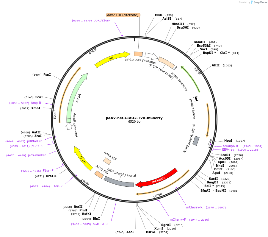 149297-plasmid-map-sequence-id-323449