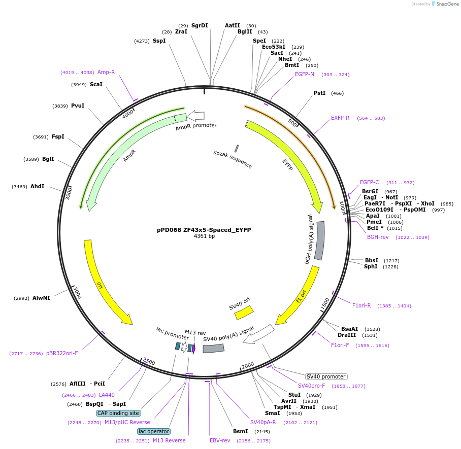 138878-plasmid-map-sequence-id-323461