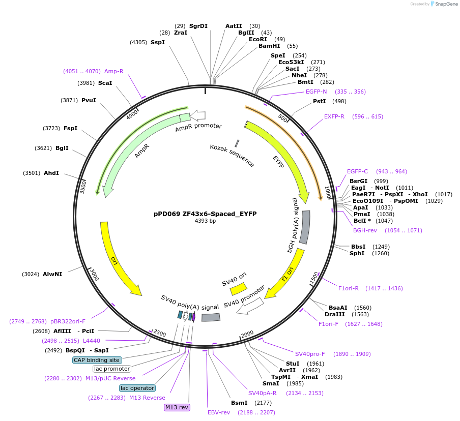 138879-plasmid-map-sequence-id-323462