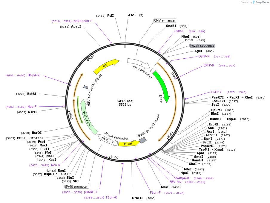 162489-plasmid-map-sequence-id-323467