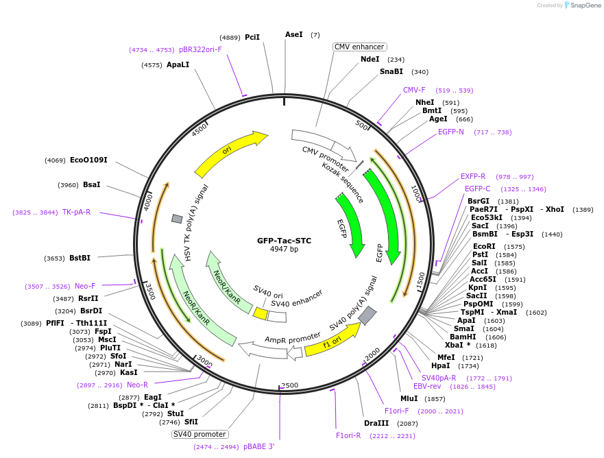 162490-plasmid-map-sequence-id-323468