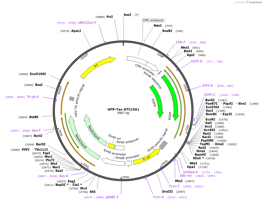 162491-plasmid-map-sequence-id-323469