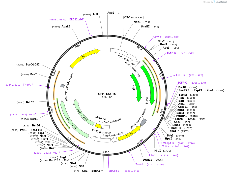 162492-plasmid-map-sequence-id-323470