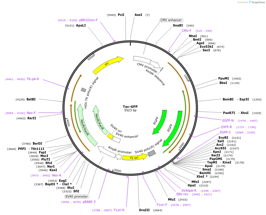 162494-plasmid-map-sequence-id-323472