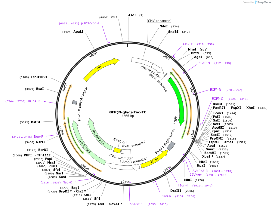 162496-plasmid-map-sequence-id-323476
