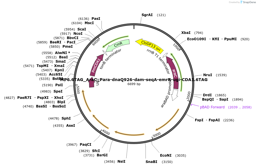 163719-plasmid-map-sequence-id-323479