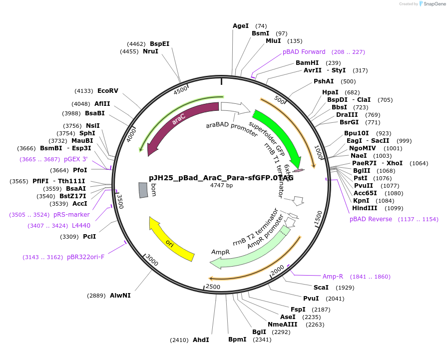 163720-plasmid-map-sequence-id-323480
