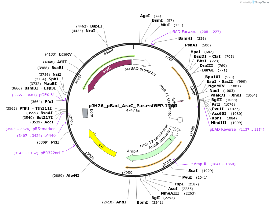 163721-plasmid-map-sequence-id-323481