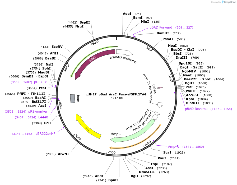 163722-plasmid-map-sequence-id-323483