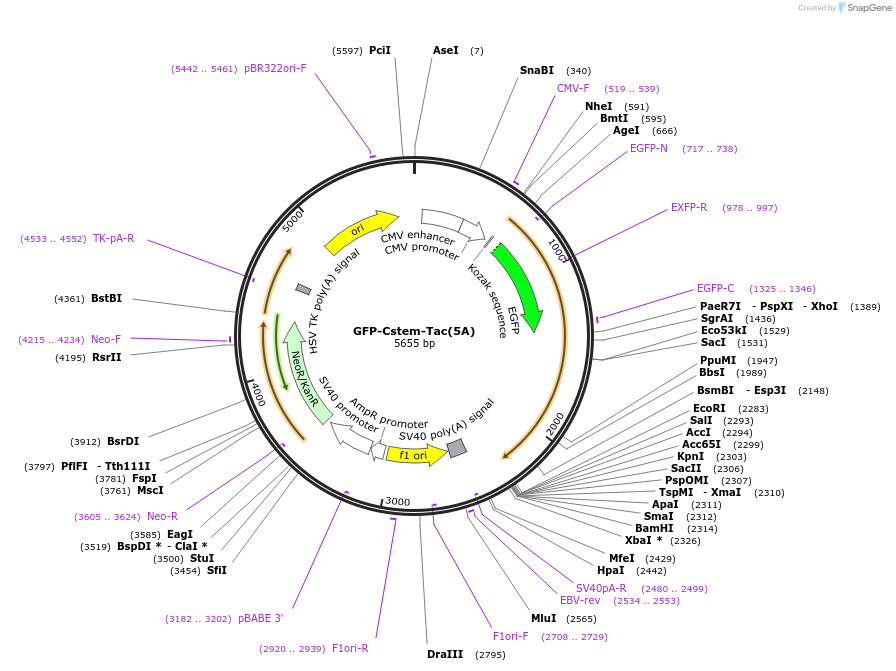 162497-plasmid-map-sequence-id-323484