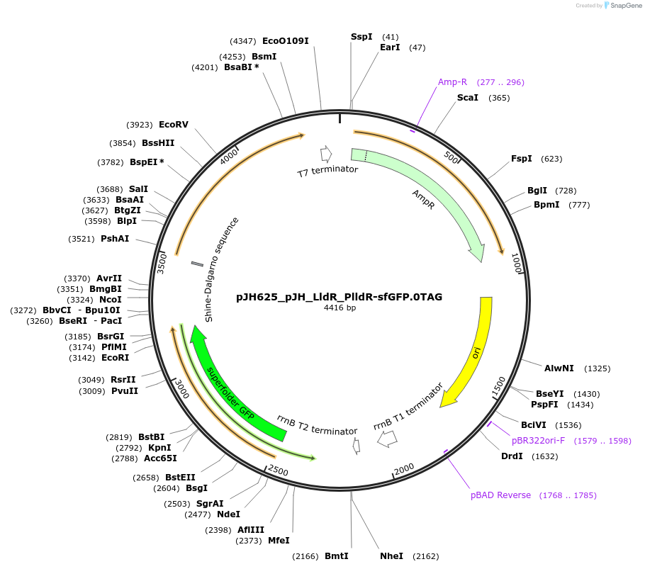 163724-plasmid-map-sequence-id-323485