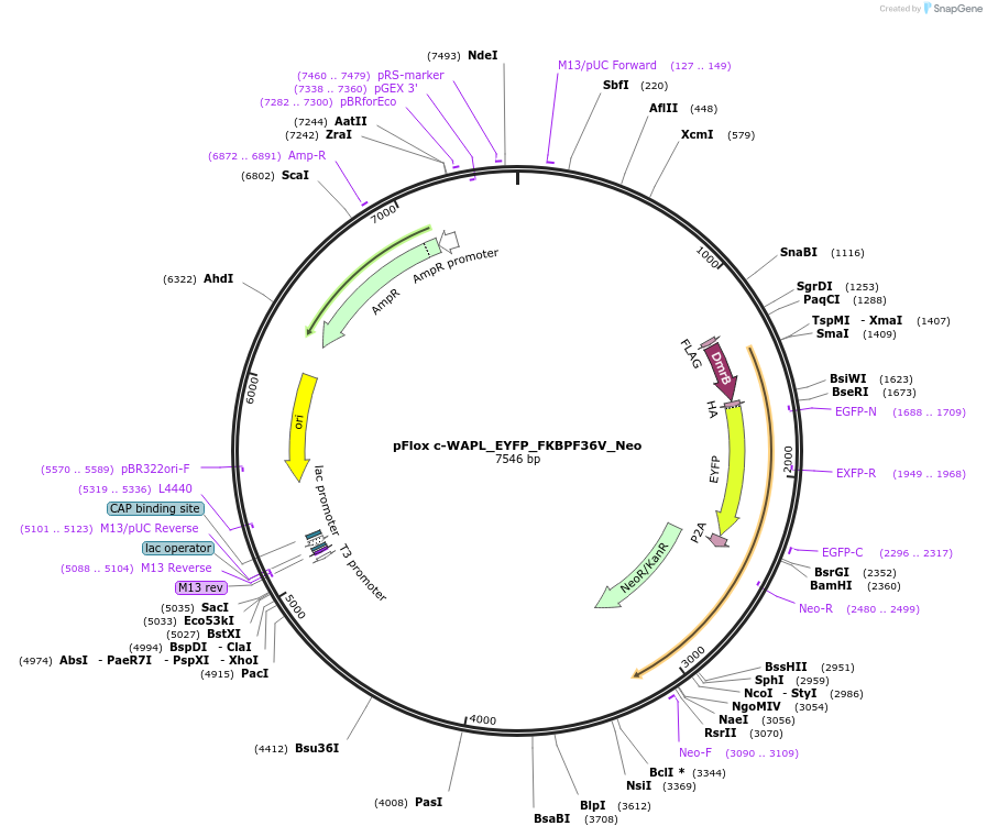 163873-plasmid-map-sequence-id-323501