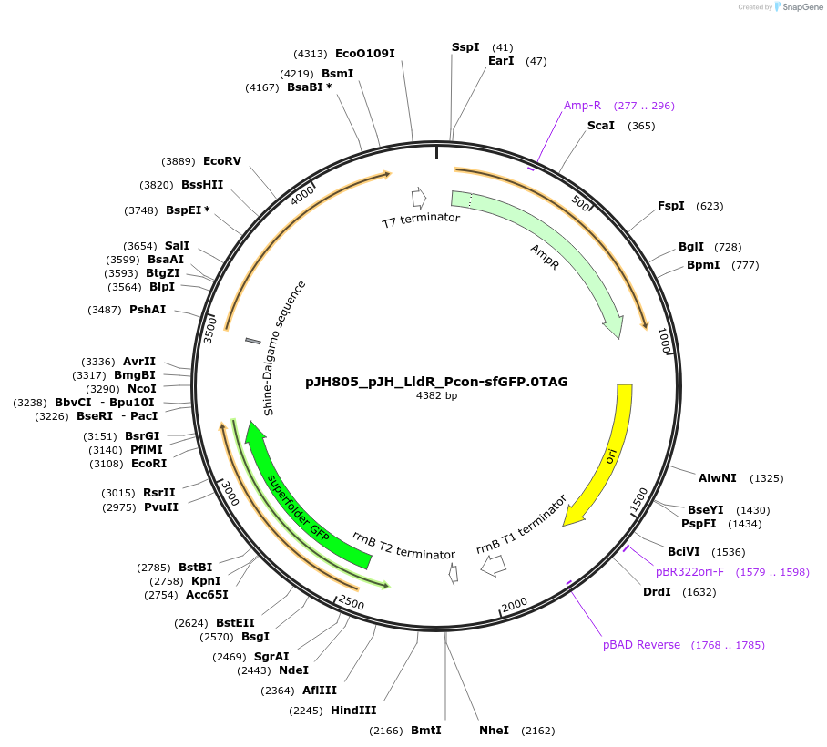 163736-plasmid-map-sequence-id-323502