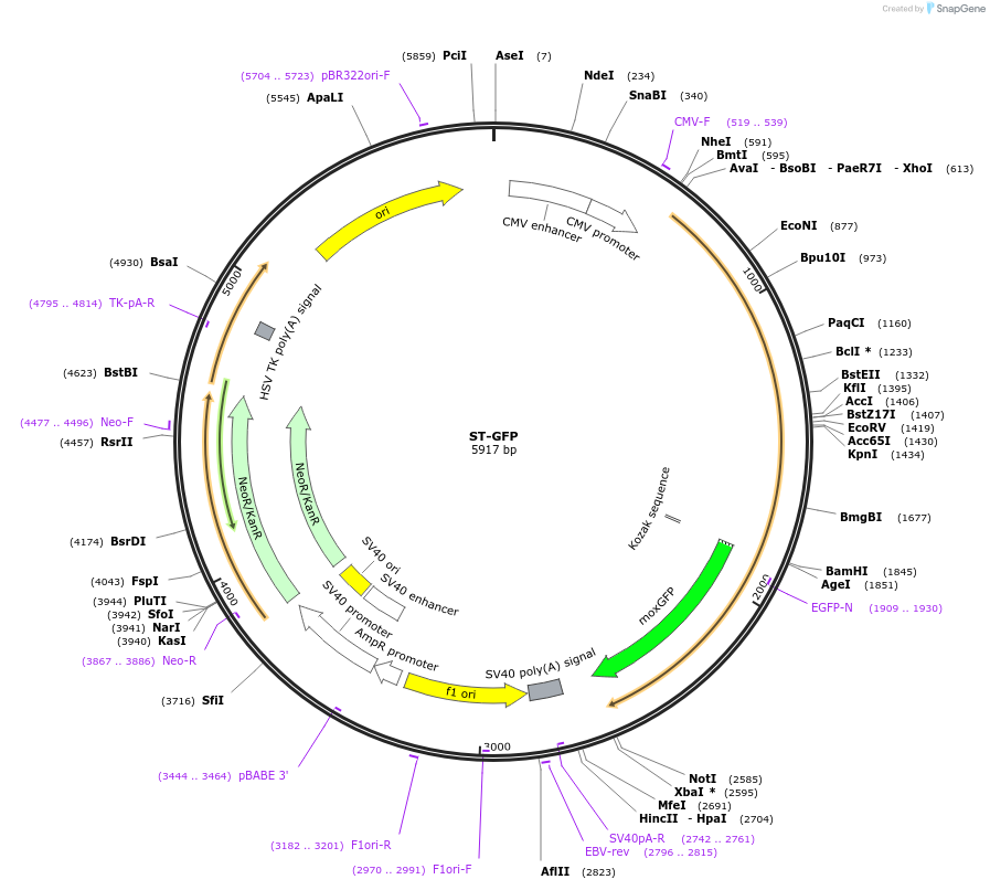 162500-plasmid-map-sequence-id-323504