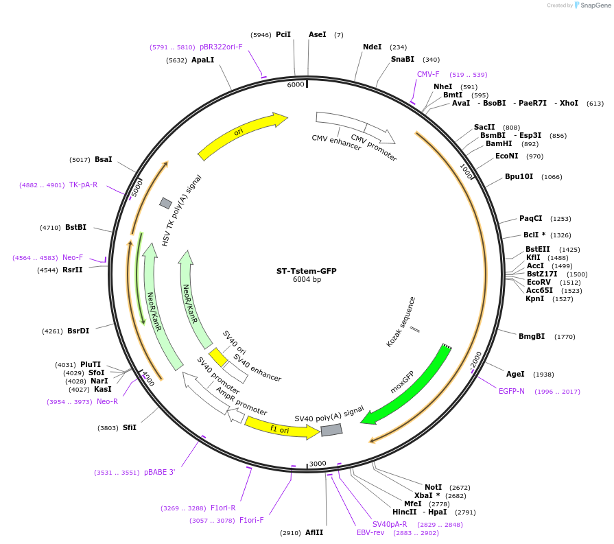 162501-plasmid-map-sequence-id-323506
