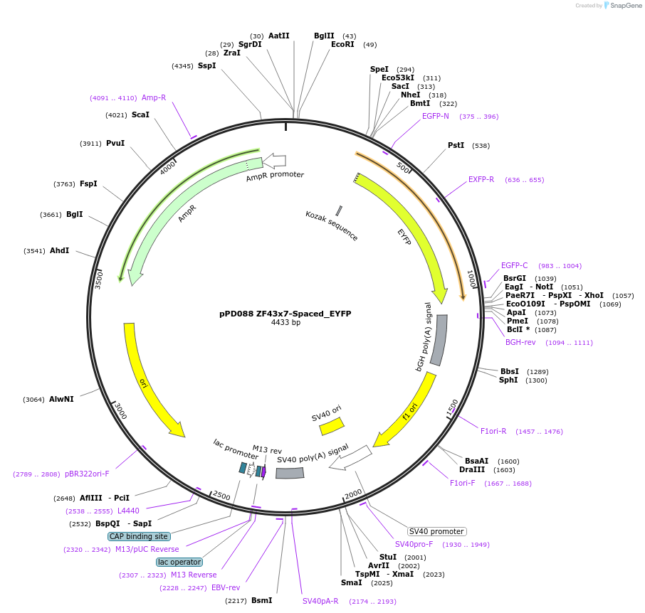 138880-plasmid-map-sequence-id-323508