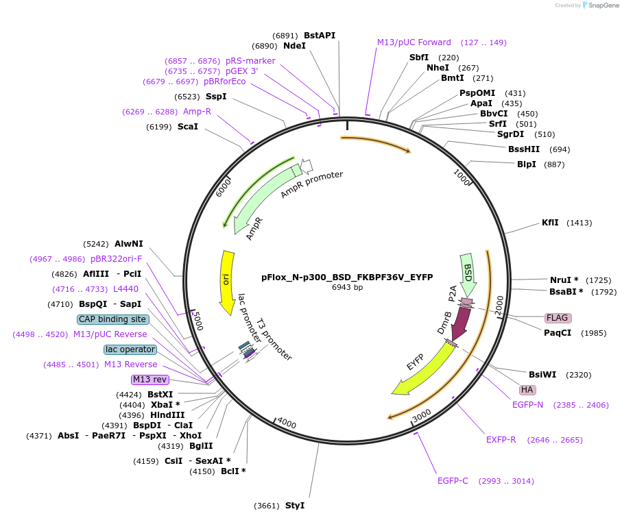 163885-plasmid-map-sequence-id-323513