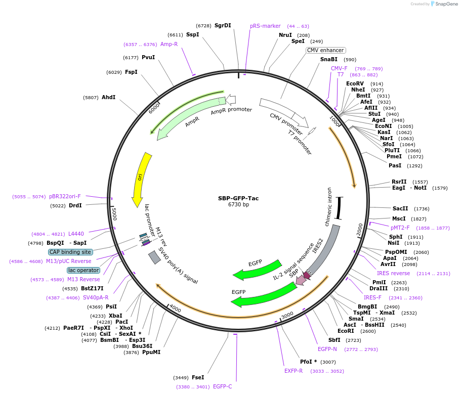 162505-plasmid-map-sequence-id-323514