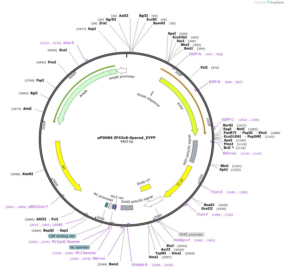 138881-plasmid-map-sequence-id-323517
