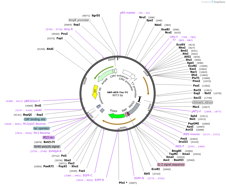 162506-plasmid-map-sequence-id-323518