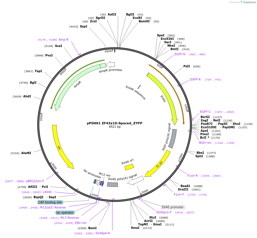 138882-plasmid-map-sequence-id-323519