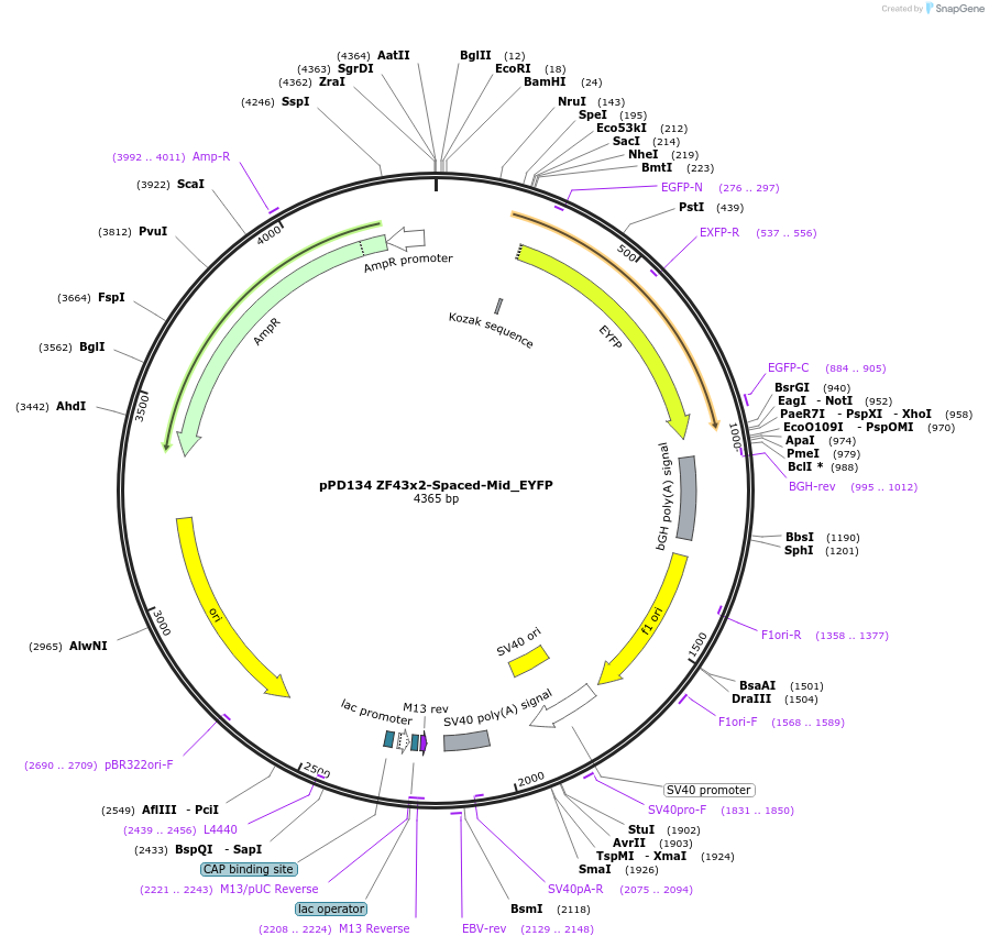 138884-plasmid-map-sequence-id-323525
