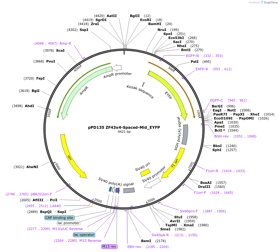 138885-plasmid-map-sequence-id-323526