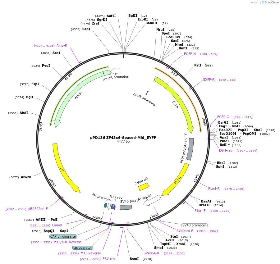 138886-plasmid-map-sequence-id-323527