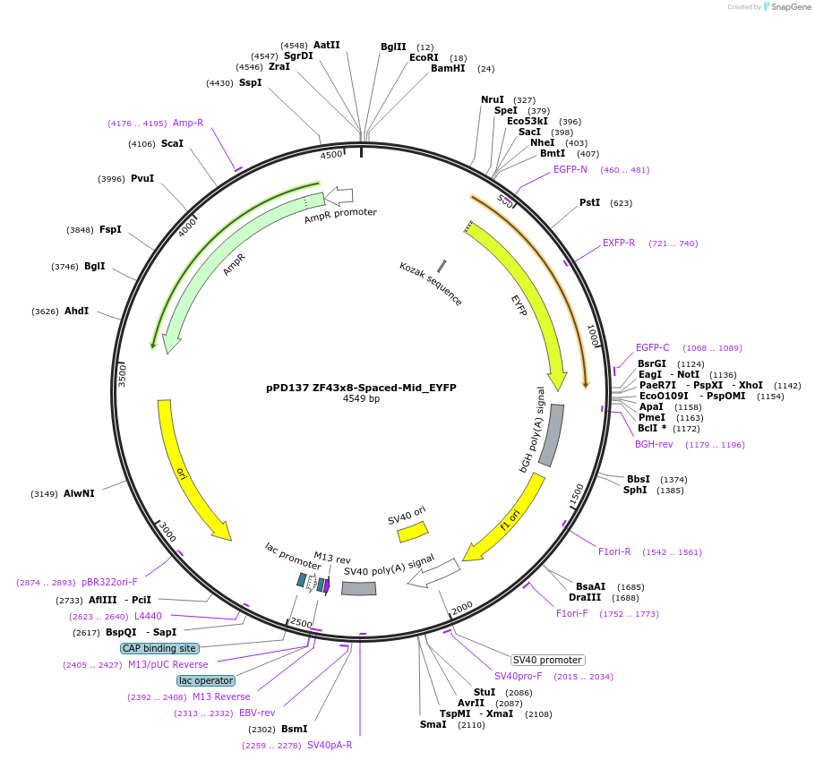 138887-plasmid-map-sequence-id-323528