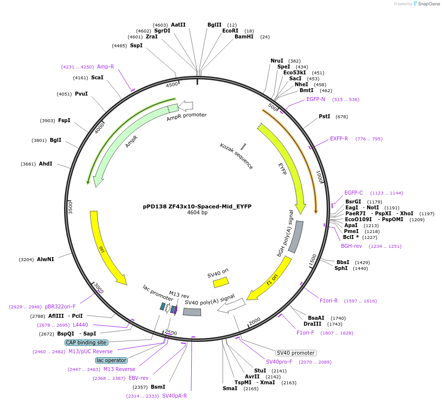 138888-plasmid-map-sequence-id-323529