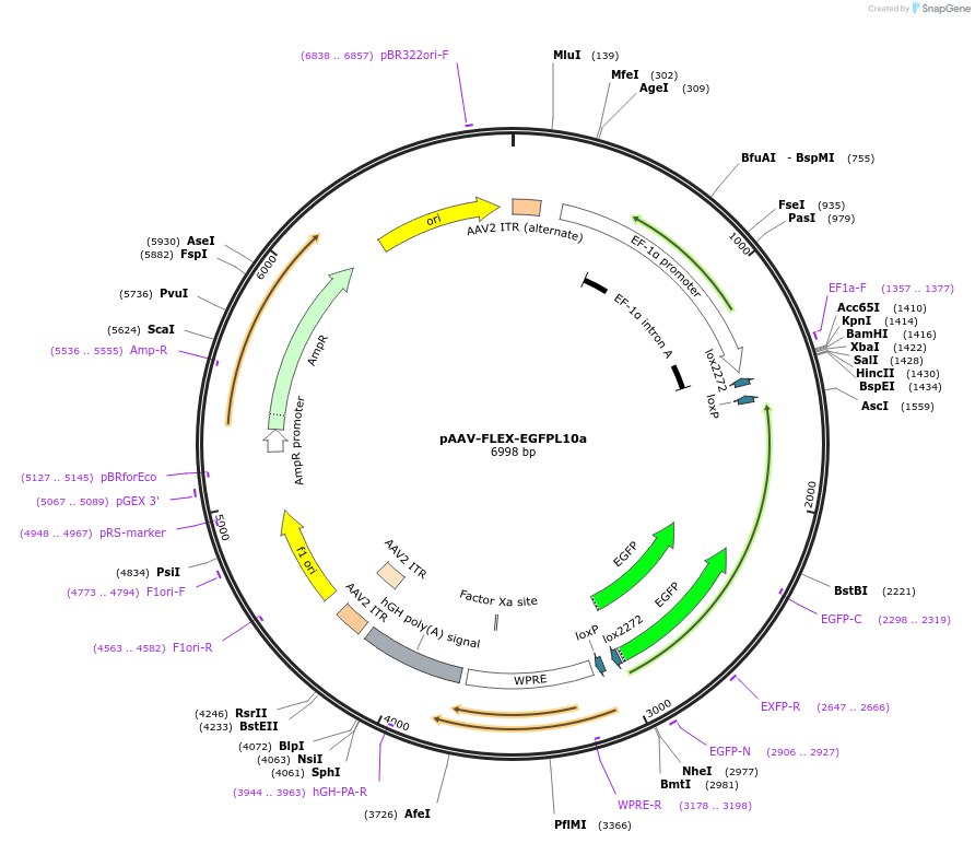 98747-plasmid-map-sequence-id-323553