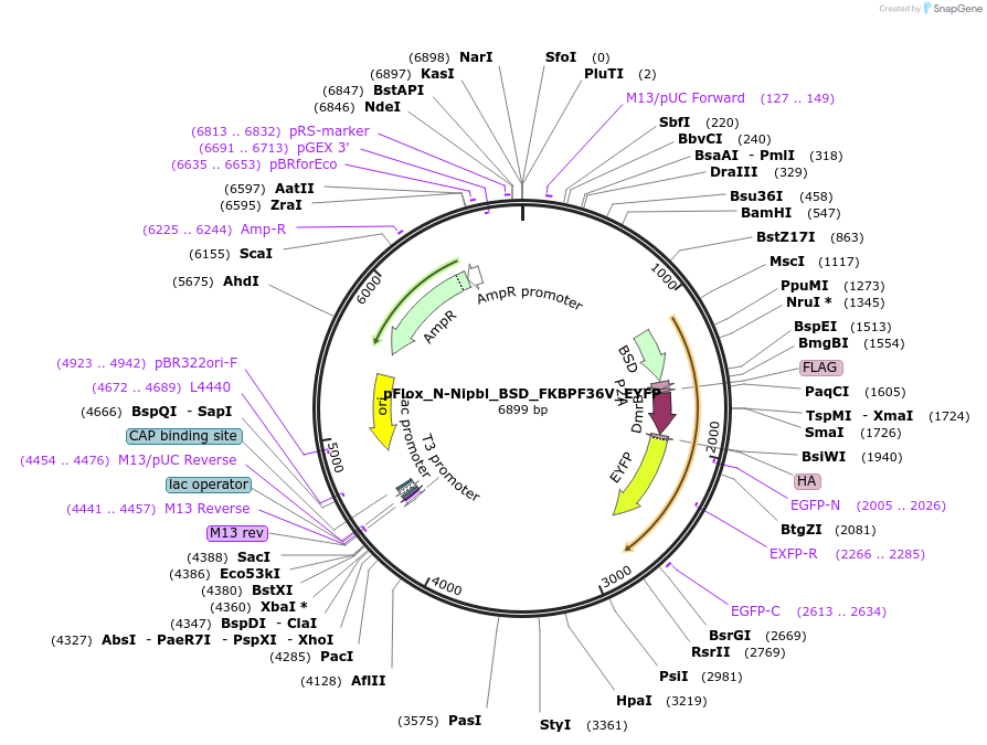 163882-plasmid-map-sequence-id-323555