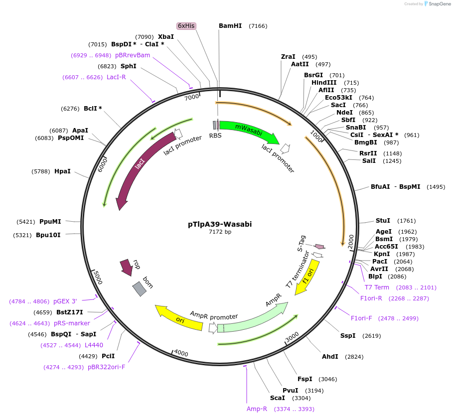 86116-plasmid-map-sequence-id-323558