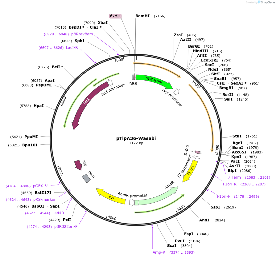86115-plasmid-map-sequence-id-323559