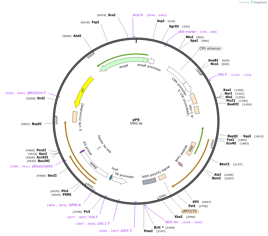 85801-plasmid-map-sequence-id-323561