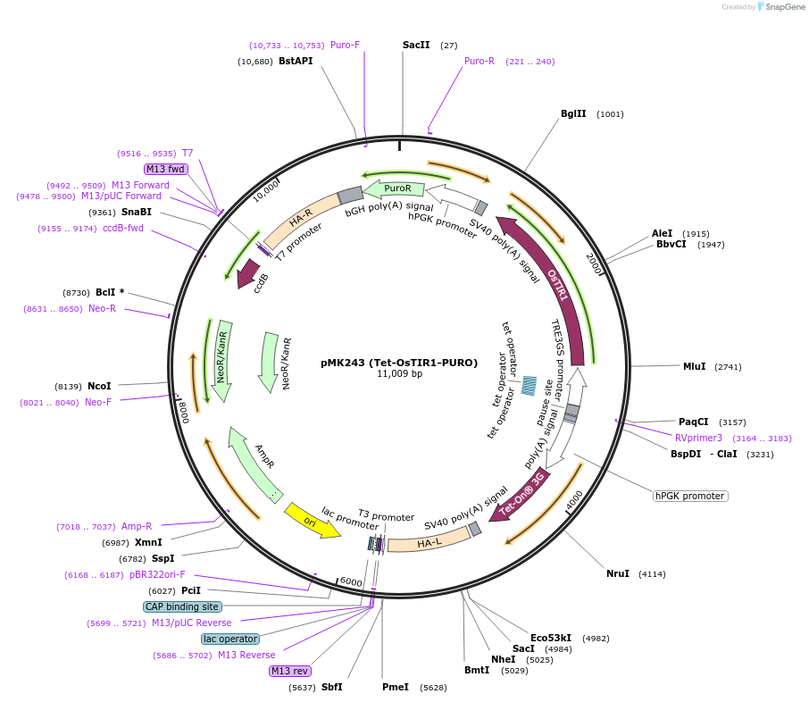 72835-plasmid-map-sequence-id-323565